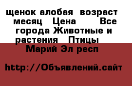 щенок алобая .возраст 1 месяц › Цена ­ 7 - Все города Животные и растения » Птицы   . Марий Эл респ.